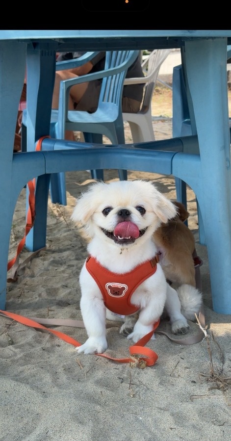 海辺で一緒に過ごす愛犬